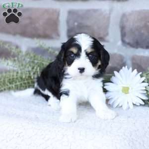 Amber, Cavapoo Puppy